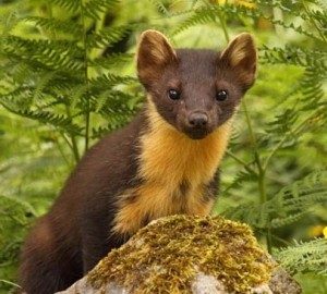 Pine Martens,Pine Marten Breeding Den Surveys