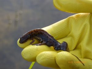 Amphibians, amphibian, smooth newt