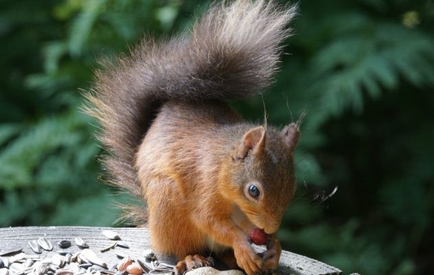 Red Squirrel Appreciation Day On 21 January Annually